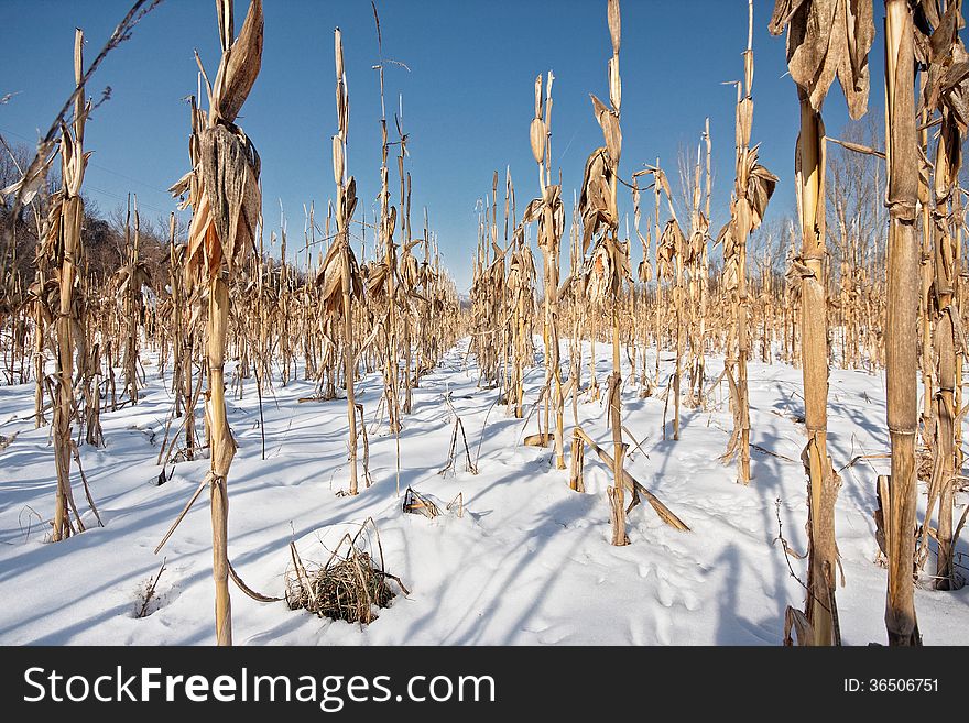 Corn field covered with snow in winter. Corn field covered with snow in winter