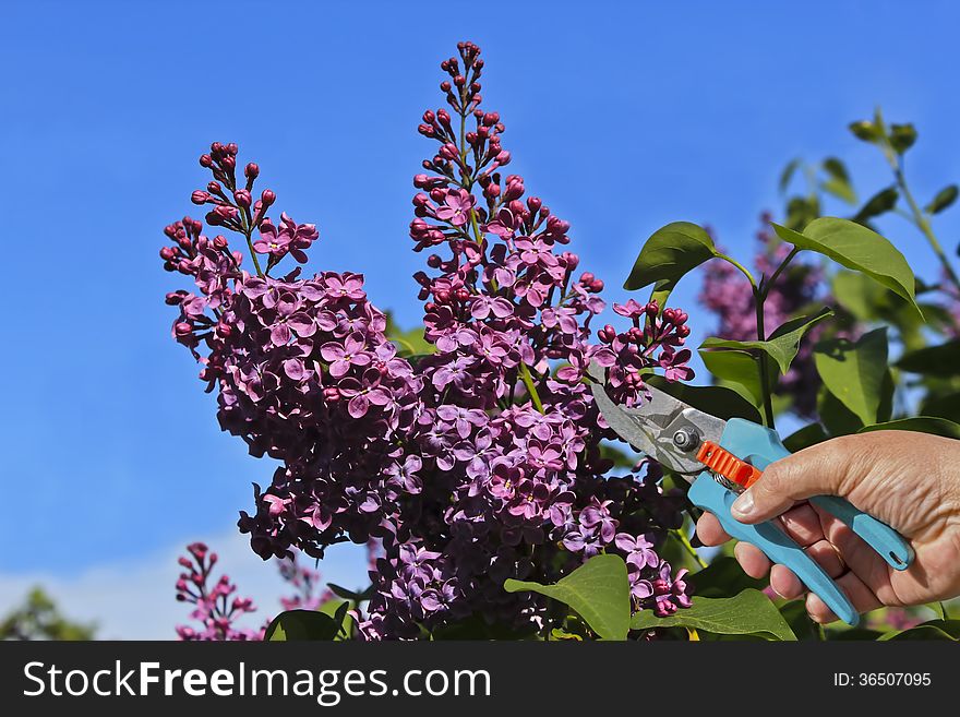 Maintenance and cleaning on a lilac tree in spring. Maintenance and cleaning on a lilac tree in spring