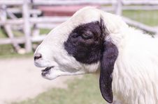 Sheep Head Royalty Free Stock Photo Sheep Head Royalty Free Stock Photo