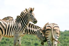 Zebra Gang Stock Images