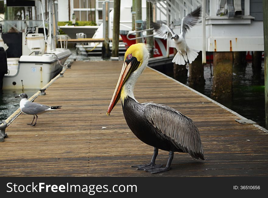 Yellow headed pelican seating on a dock