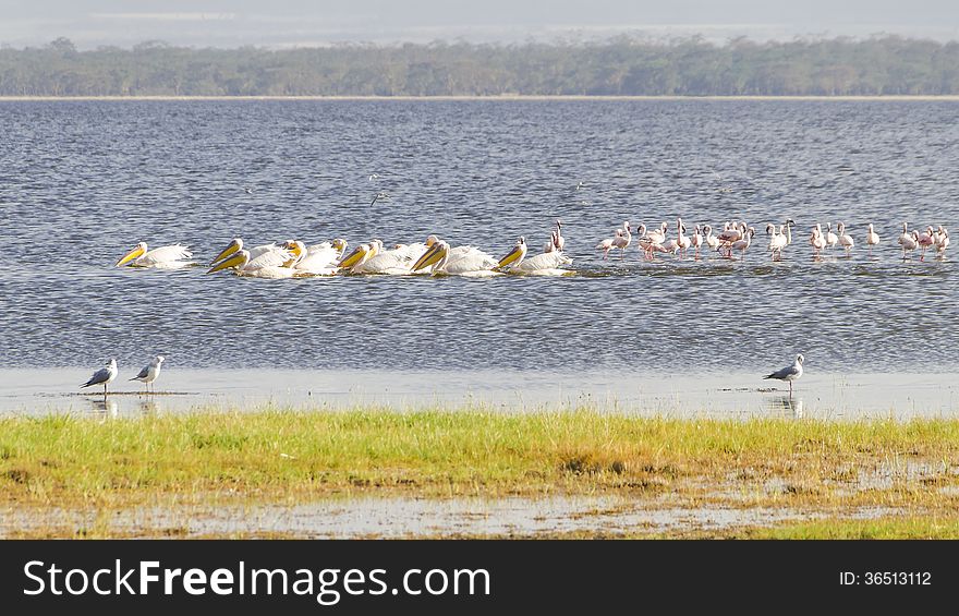 Pelicans and flamingos