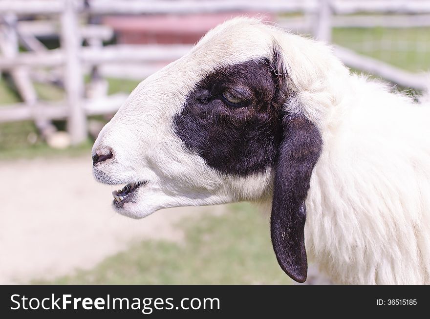 Sheep domestic thai Sheep head sheep outdoor