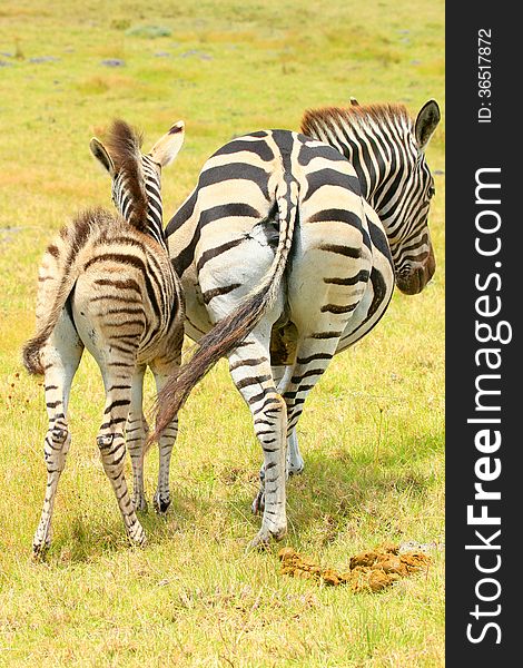 Two zebra booties