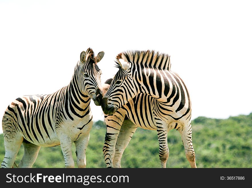 Two zebras in a herd sniff each other while frisking in the Addo Elephant National Park of South Africa. Two zebras in a herd sniff each other while frisking in the Addo Elephant National Park of South Africa.