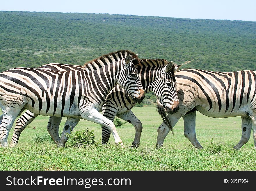 A trio of Burchell's zebra on the move in a national park in South Africa. A trio of Burchell's zebra on the move in a national park in South Africa.