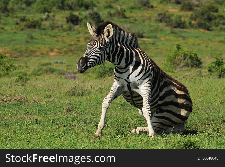 A clumsy looking young zebra stands up in an awkward manner in a game park in South Africa. A clumsy looking young zebra stands up in an awkward manner in a game park in South Africa.