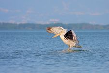 Dalmatian Pelican /Pelecanus Crispus/. Royalty Free Stock Photo Dalmatian Pelican /Pelecanus Crispus/. Royalty Free Stock Photo