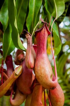 Nepenthes Stock Photography Nepenthes Stock Photography