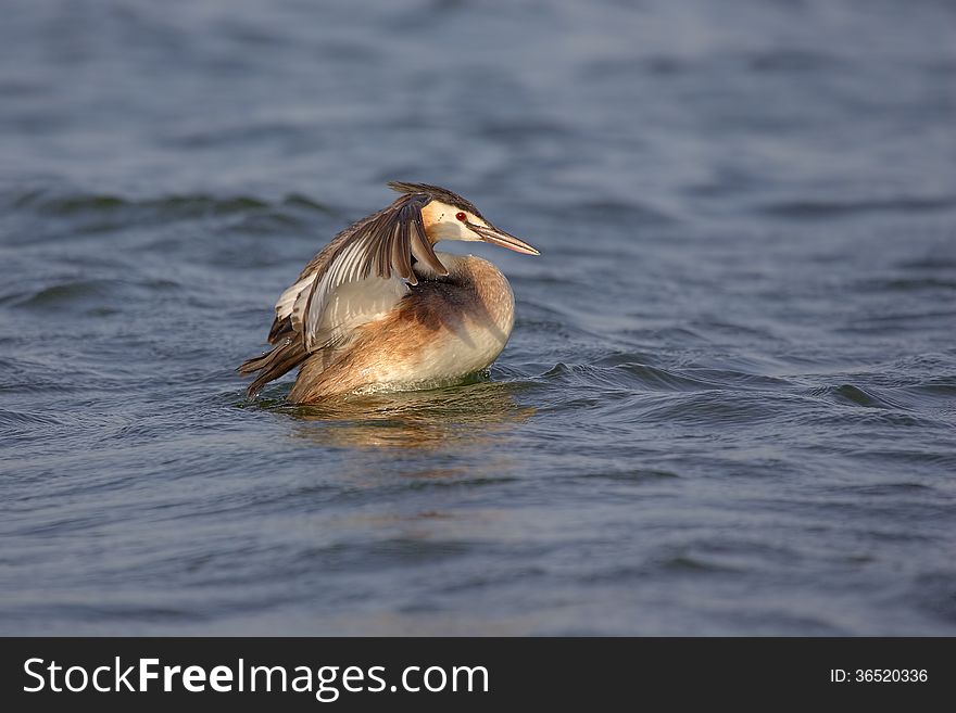 Great Crested Grebe &x28;Podiceps cristatus&x29;.