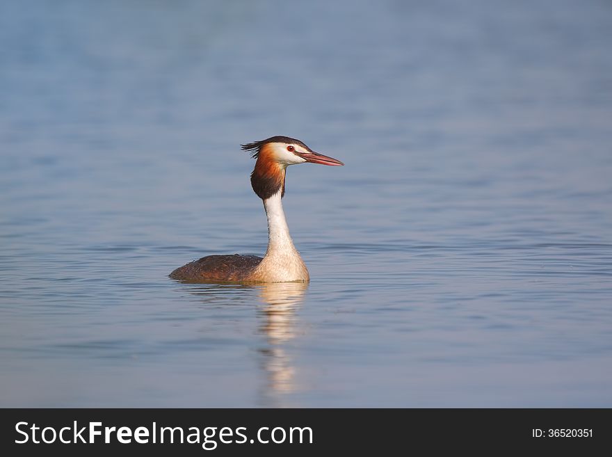 Side view of a Great Crested Grebe in water. Side view of a Great Crested Grebe in water.