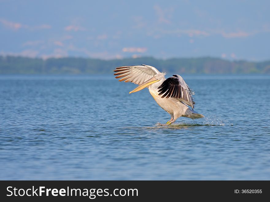 Dalmatian Pelican /Pelecanus crispus/.