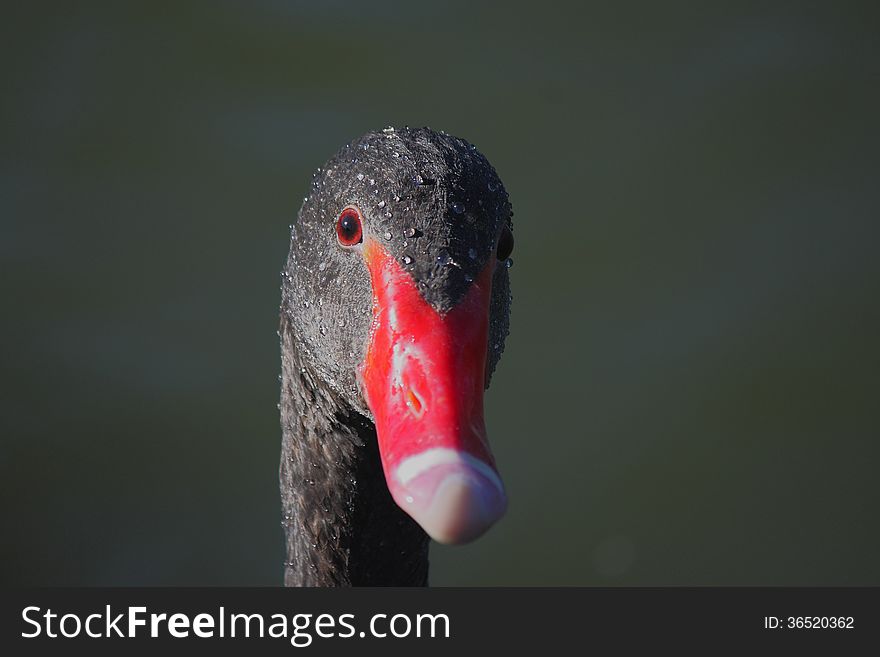 Black Swan (Cygnus atratus) Close-up. Black Swan (Cygnus atratus) Close-up.