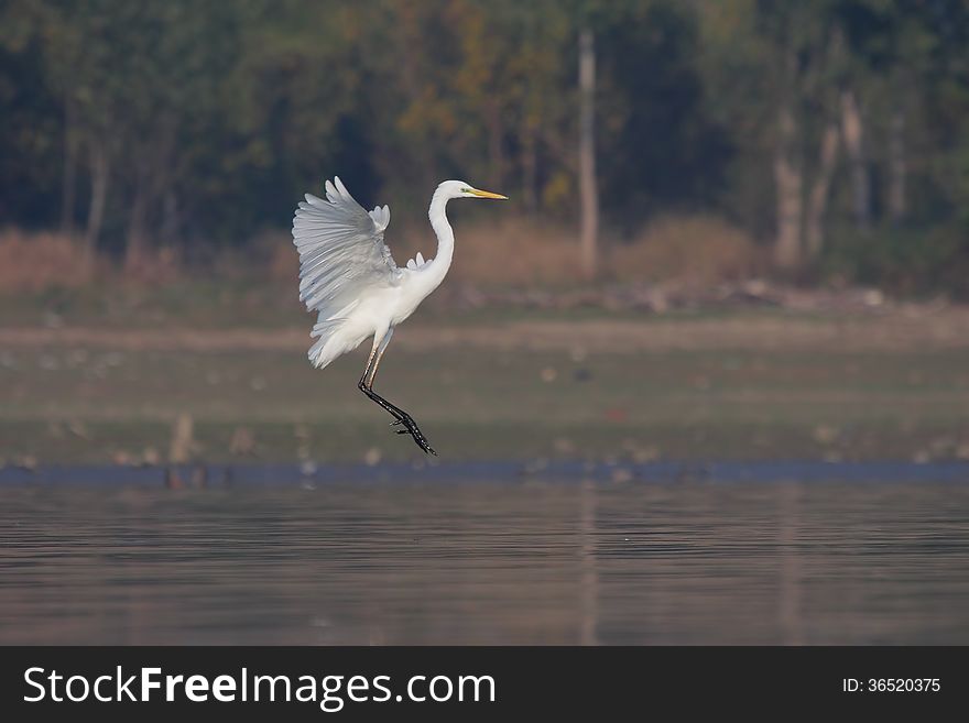 Great Egret/Ardea alba in flight. Great Egret/Ardea alba in flight