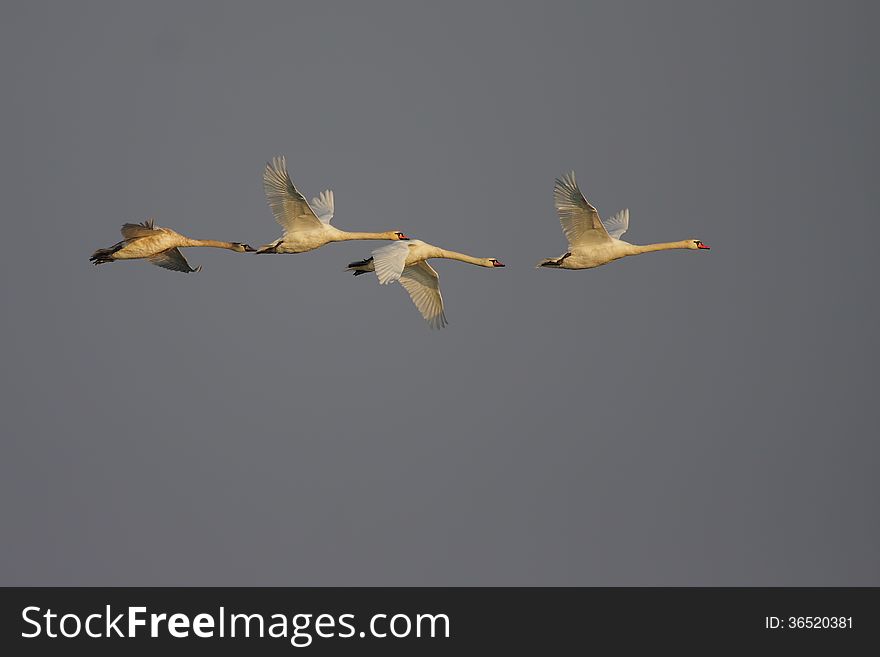 Mute Swan/Cygnus Olor/.