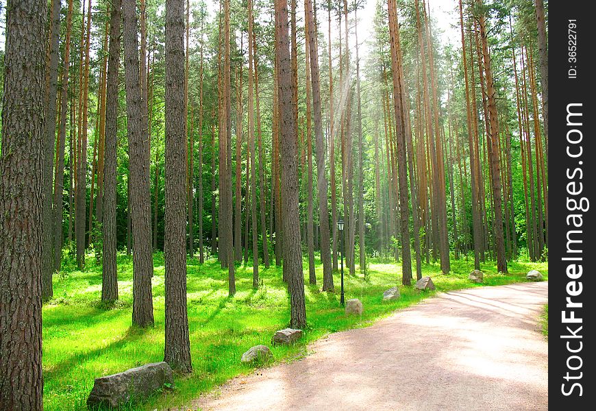 Summer pine forest with sun light