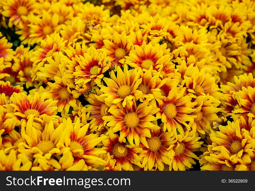 Chrysanthemum beautiful flowers in the garden