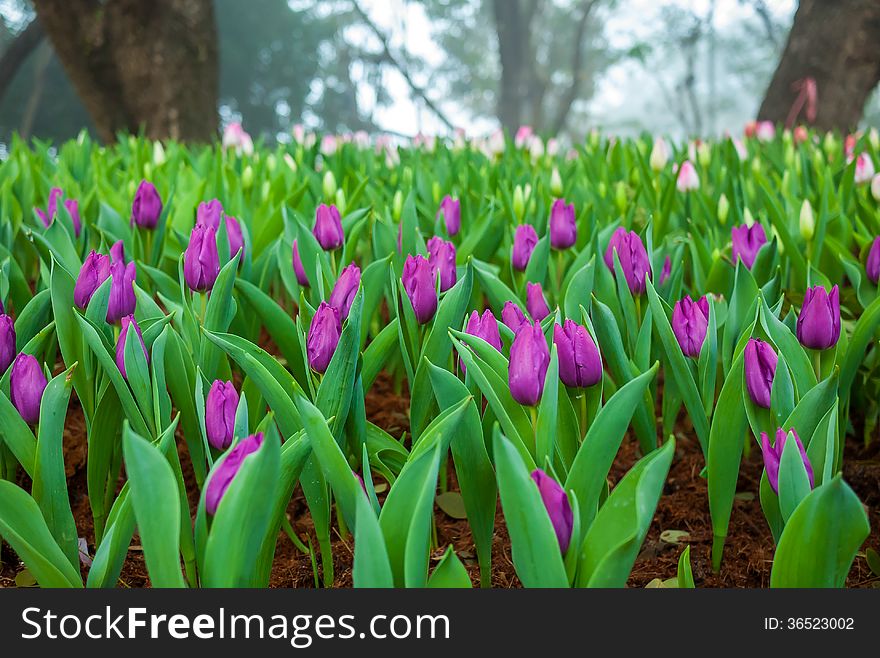 Multi Coloured Tulips