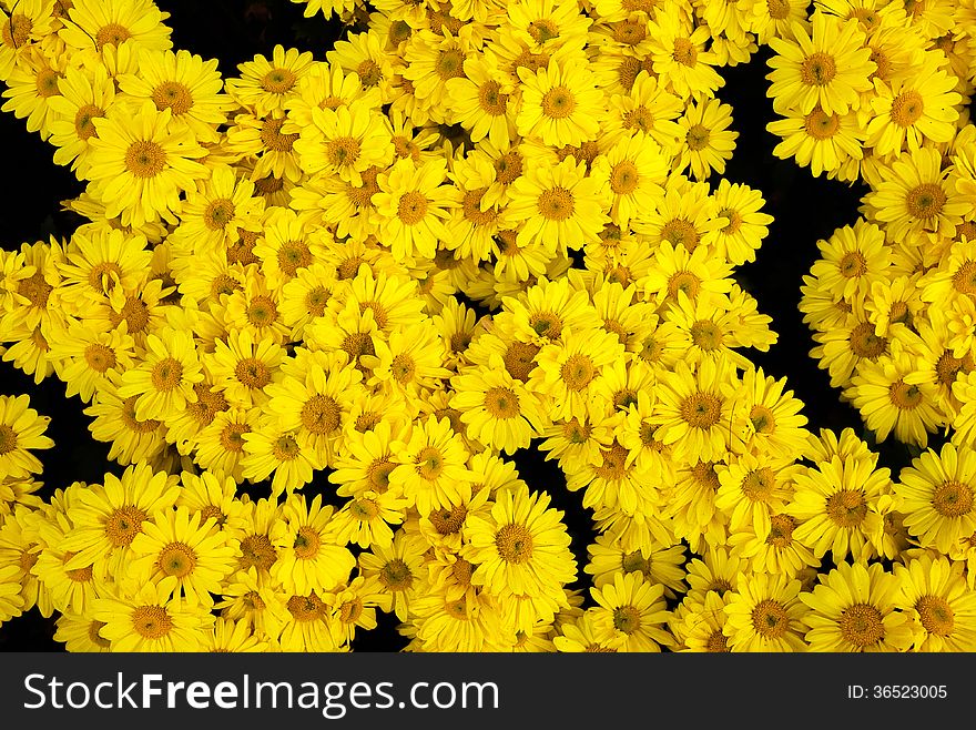 Chrysanthemum beautiful flowers