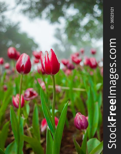 Multi coloured tulips and on nature background