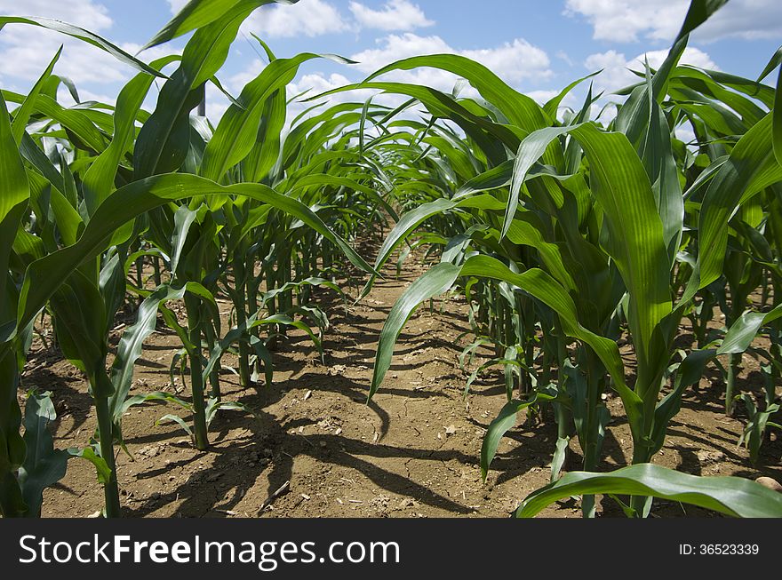 A closeup of the rows of corn. A closeup of the rows of corn