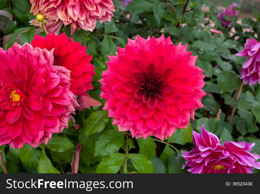 Chrysanthemum beautiful flowers in the garden