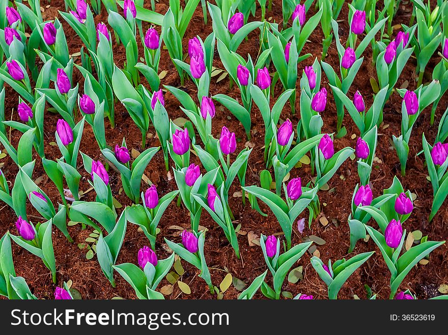 Multi coloured tulips and on nature background