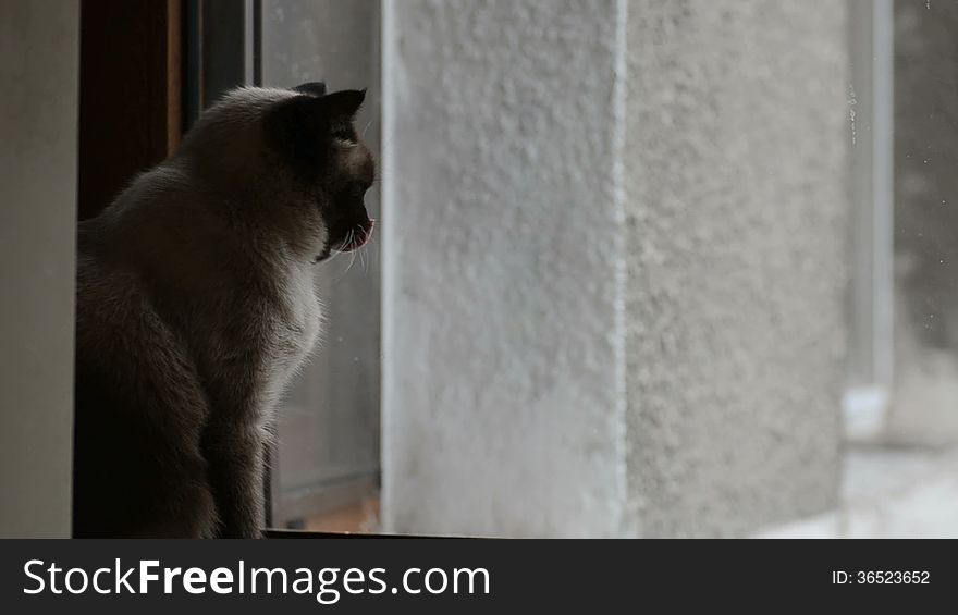 Siamese male cat washing and playing with human