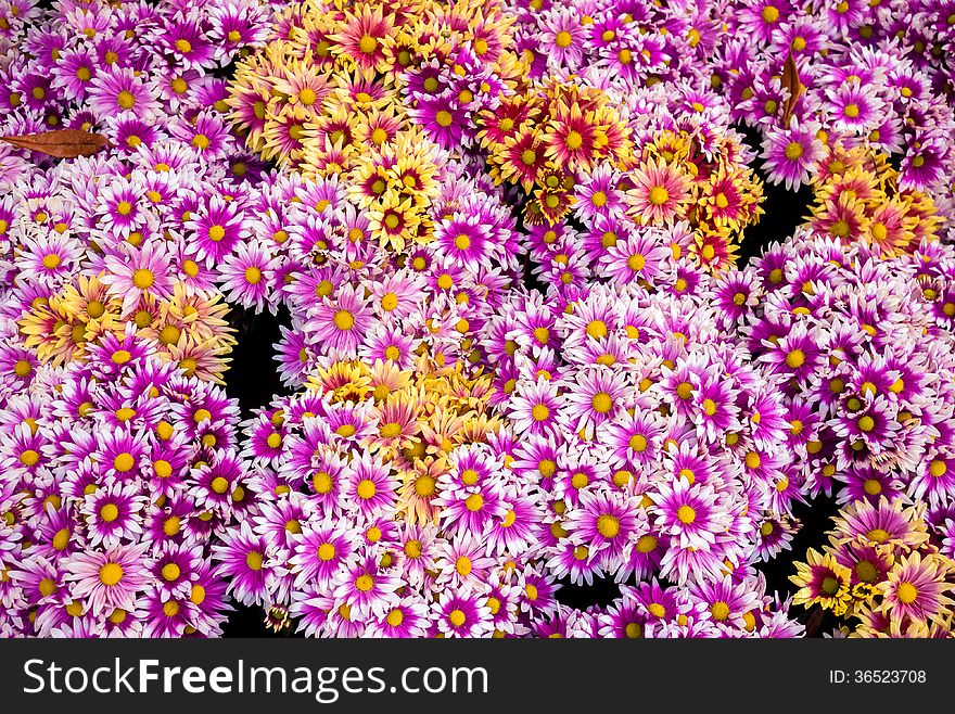 Chrysanthemum beautiful flowers in the garden