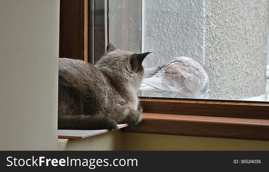Cat hunting pigeon through the window. Cat hunting pigeon through the window
