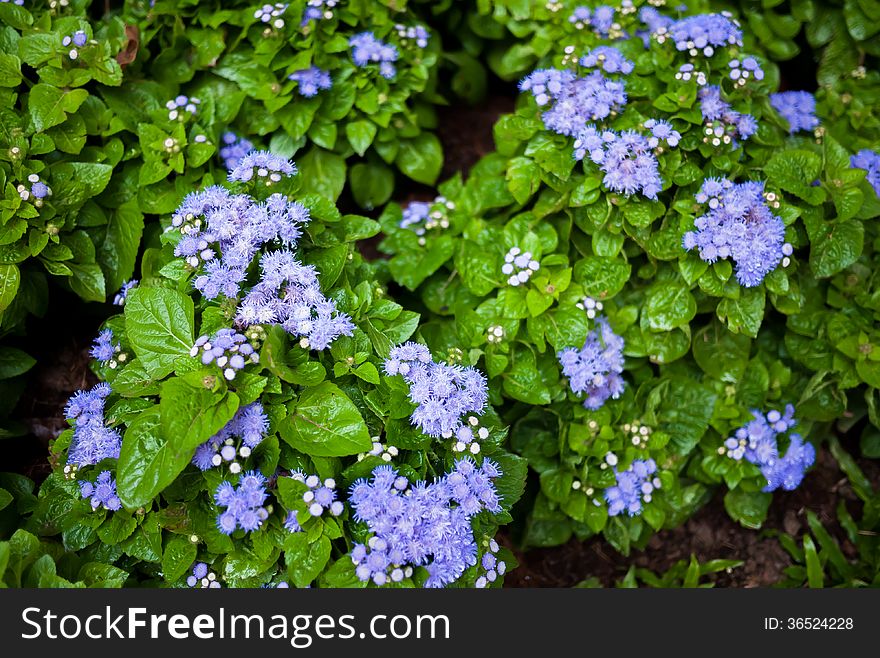 Blue flower and flower field.