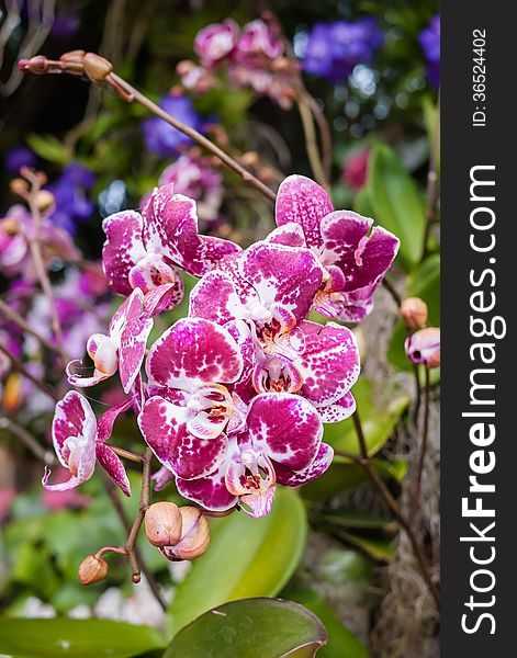 Closeup blossom beautiful pink orchid