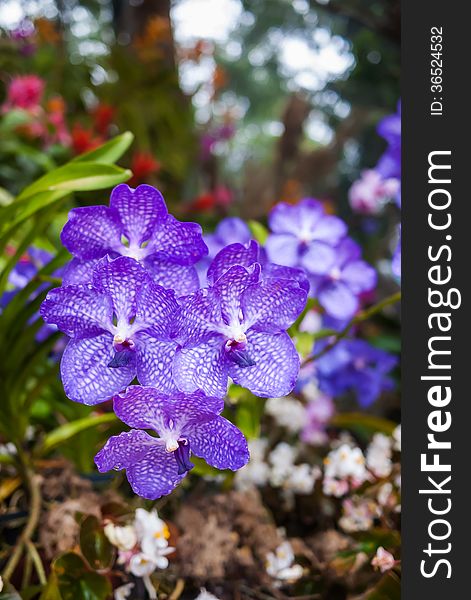 Beautiful bright purple orchid flowers