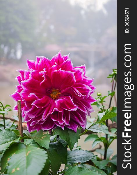 Chrysanthemum beautiful flowers in the garden