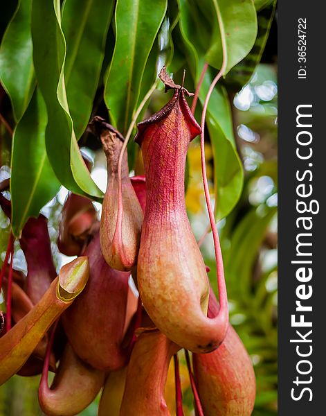 Nepenthes or Monkey Cups on the tree