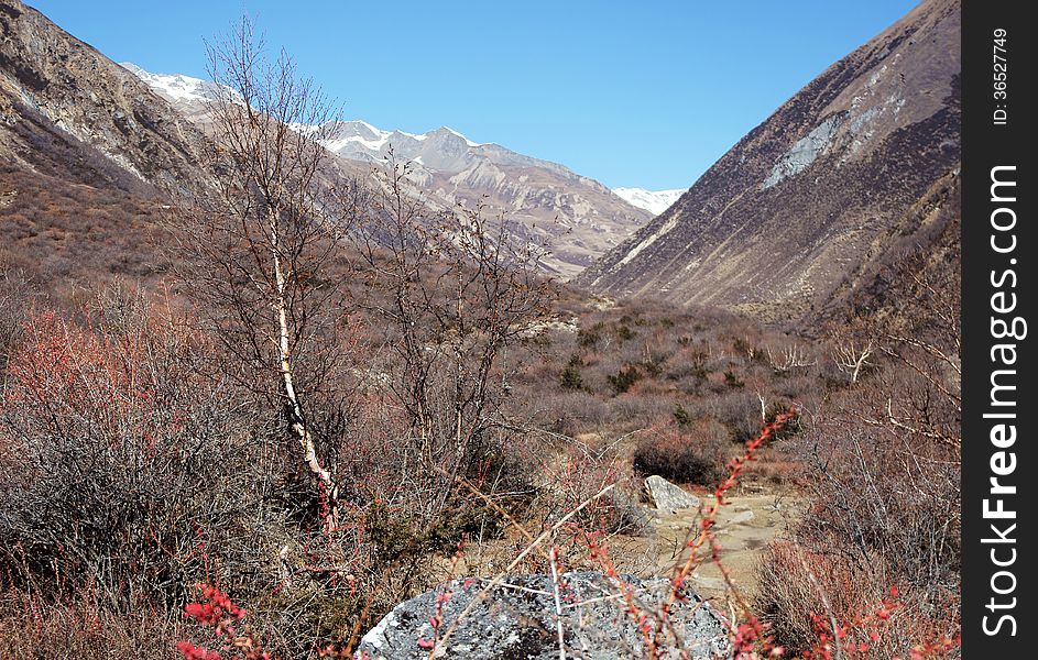 Stones and birch high in the mountains, Himalayan birch