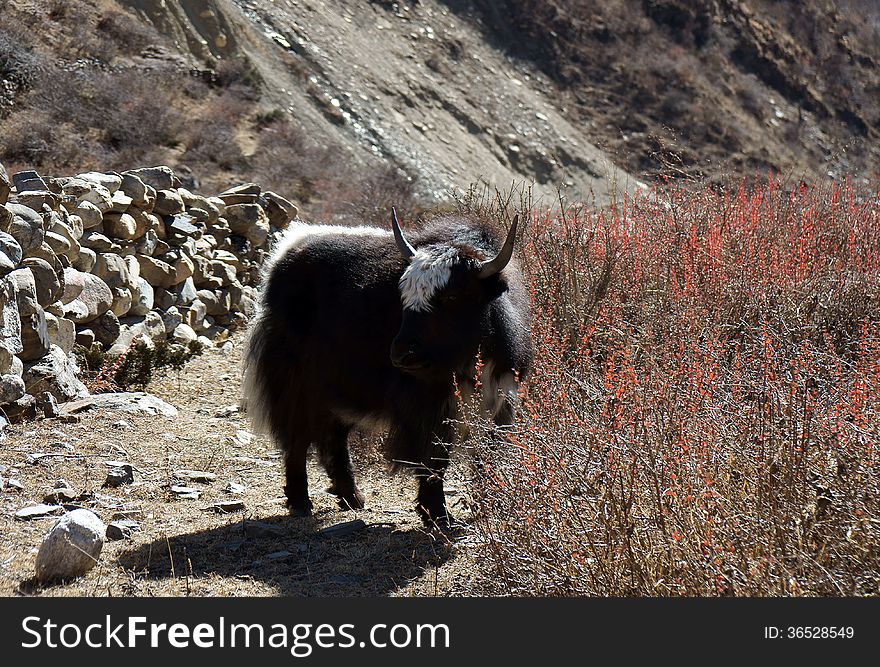 Yak Graze In The High Mountains Of Nepal