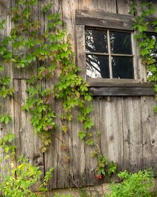 Vine Covered Barn Royalty Free Stock Photos Vine Covered Barn Royalty Free Stock Photos