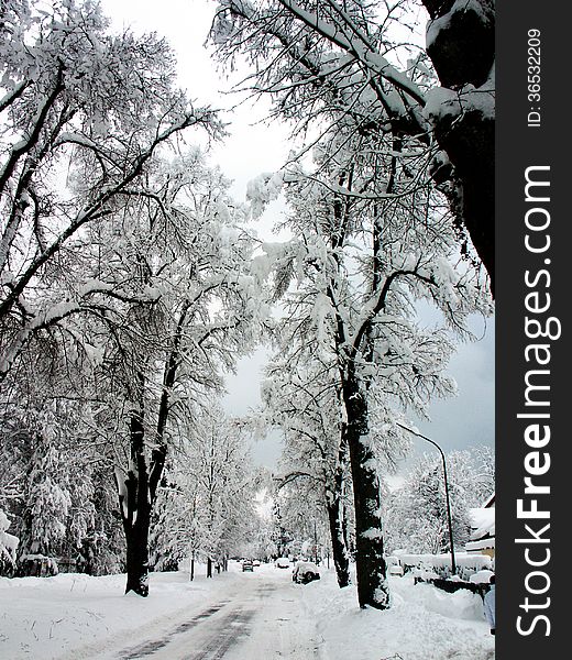 The street with trees and buildings covered with snow in the winter. The street with trees and buildings covered with snow in the winter.