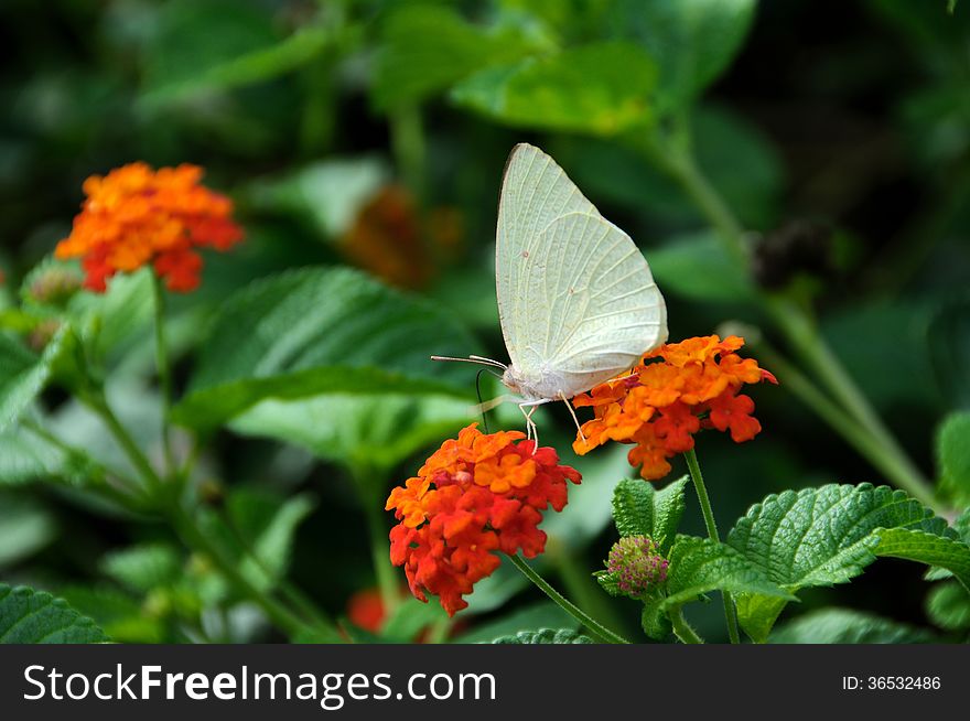 A white butterfly on vivid flowers. A white butterfly on vivid flowers