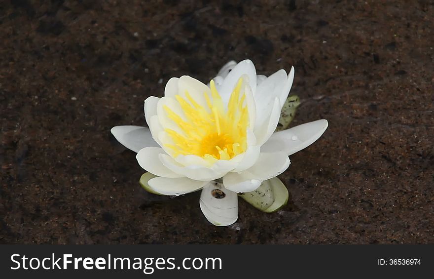 white water lily flower floating HD video