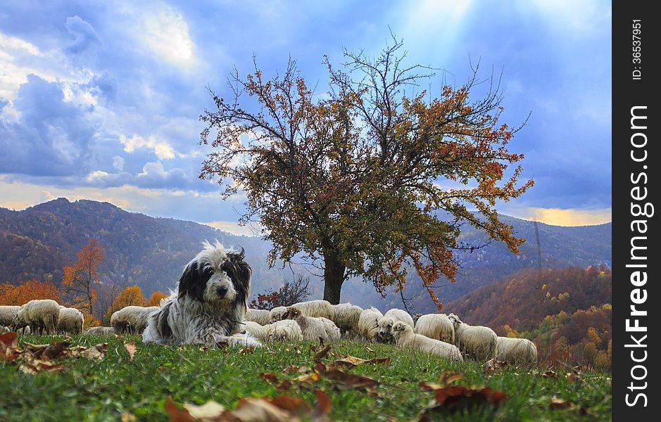 Lambs In The Autumn In The Mountains