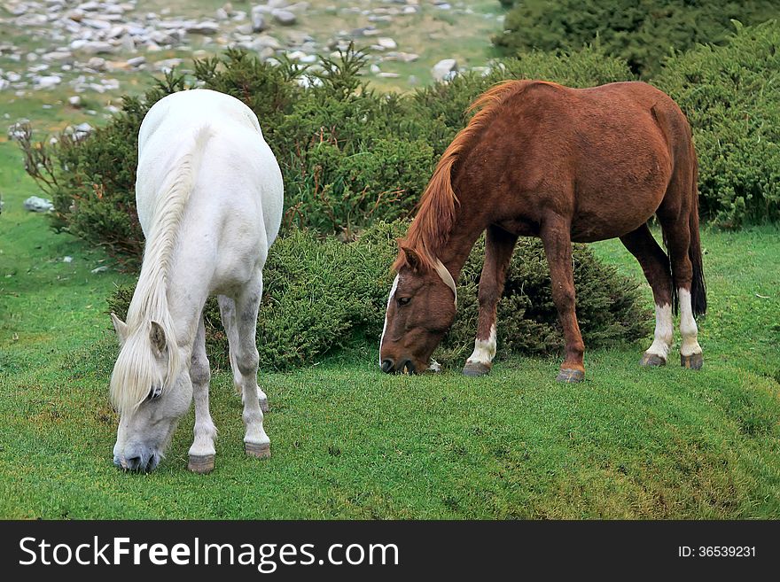 White and brown horses on green pasture. White and brown horses on green pasture