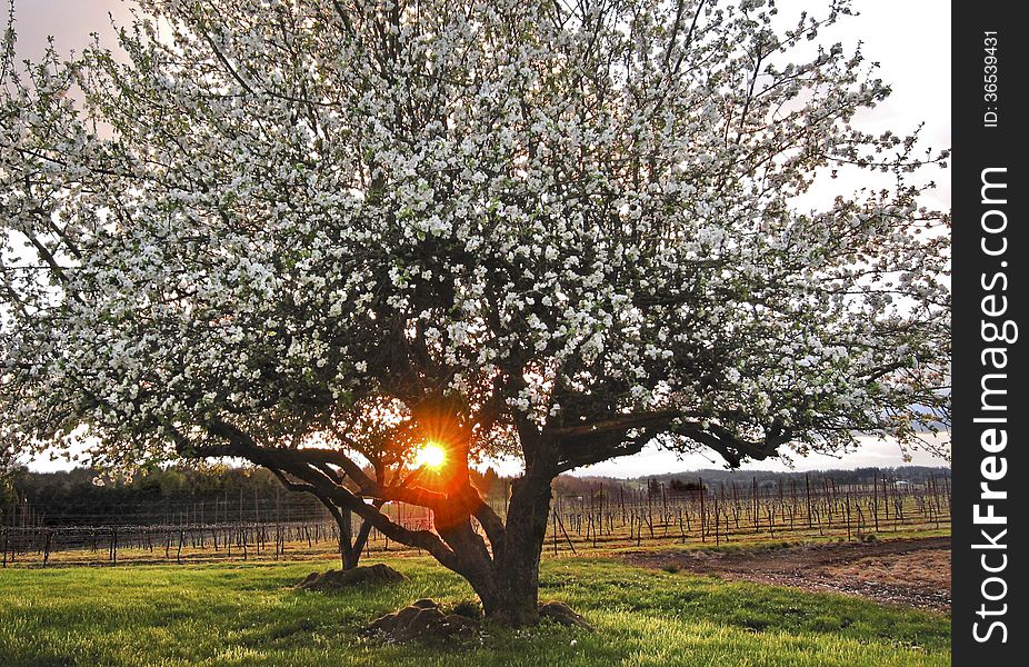 Apple Tree with white blossoms. Brilliant orange sun ray coming through trunks. Apple Tree with white blossoms. Brilliant orange sun ray coming through trunks.