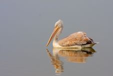 Dalmatian Pelican /Pelecanus Crispus/. Royalty Free Stock Photography Dalmatian Pelican /Pelecanus Crispus/. Royalty Free Stock Photography