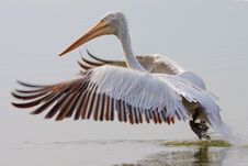 Dalmatian Pelican /Pelecanus Crispus/. Stock Image Dalmatian Pelican /Pelecanus Crispus/. Stock Image
