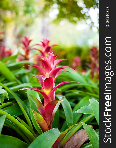 Bromeliads in the flower garden