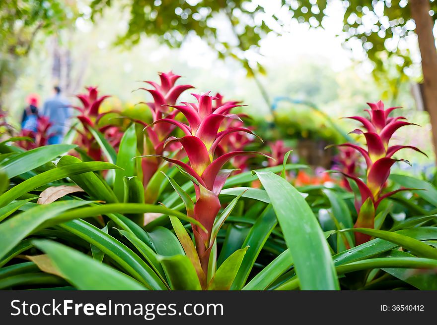 Bromeliads in the flower garden