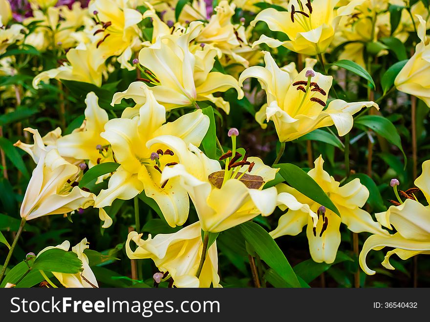 Yellow lilles in flower garden