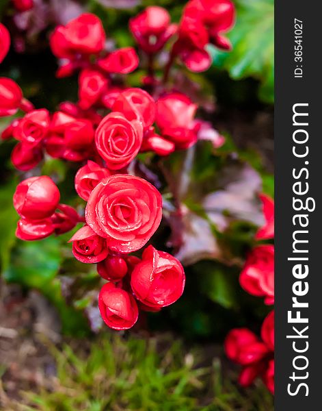 Red big begonia in garden